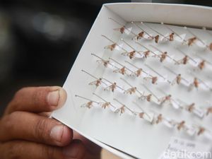 Yuk Belajar Atasi Hama Urban Farming