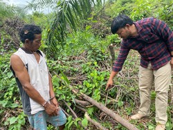 Siswi SMP di Jambi Diperkosa Penjaga Kebun Sawit saat Haid