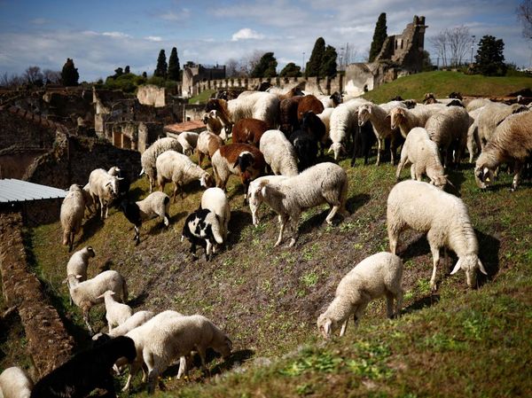 Domba-domba Penjaga Situs Pompeii