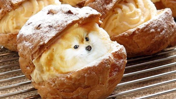 Ini 10 Potret Makanan dengan Puppies yang Imut dan Menggemaskan