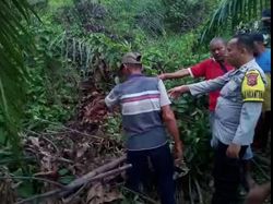 Ini Lokasi Siswi SMP Diperkosa dan Dibunuh Penjaga Kebun Sawit di Jambi