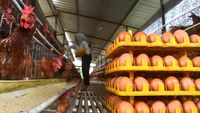 Jelang Ramadhan, Harga Telur Ayam di Bogor Merangkak Naik