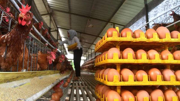 Jelang Ramadhan, Harga Telur Ayam di Bogor Merangkak Naik