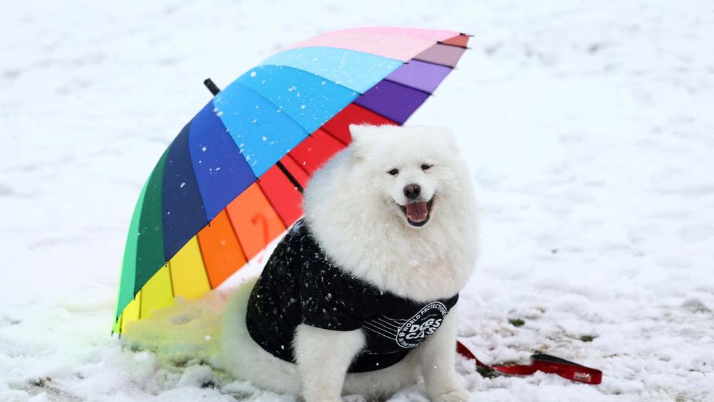 Ketika Anjing-anjing Beradu Lucu di Birmingham Ketika Anjing-anjing Beradu Lucu di Birmingham