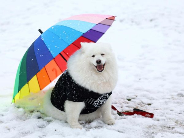 Ketika Anjing-anjing Beradu Lucu di Birmingham