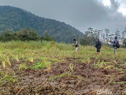 8 Fakta Acara Trail yang Rusak Alam di Ranca Upas