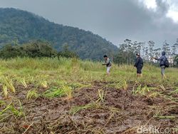 Berita dan Informasi Apa itu edelweis rawa Terkini dan Terbaru Hari ini