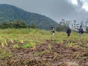 Apa Itu Edelweis Rawa yang Rusak Imbas Event Motor Trail di Ranca Upas? Apa Itu Edelweis Rawa yang Rusak Imbas Event Motor Trail di Ranca Upas?