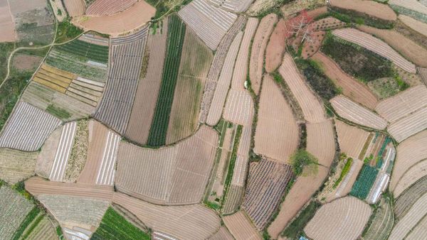 Lanskap Unik Ladang Sayur di China