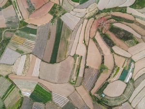 Lanskap Unik Ladang Sayur di China