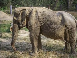 Kasihan...Ngangkut Turis Selama 25 Tahun, Punggung Gajah Ini Rusak