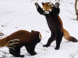 Viral! Benarkah Panda Merah Berdiri Saat Terancam?