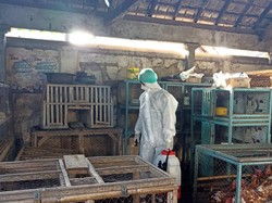 Cegah Flu Burung, Unggas di Pasar Umum Negara Disemprot Disinfektan