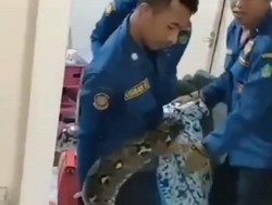 Detik-detik Menegangkan Evakuasi 2 Sanca 6 Meter Gigit-Lilit Petugas Damkar
