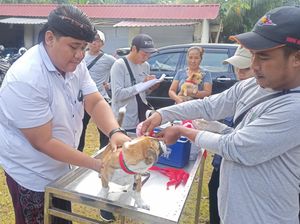 13 Ribu Lebih Anjing Disasar Terima Vaksin Rabies di Karangasem 13 Ribu Lebih Anjing Disasar Terima Vaksin Rabies di Karangasem