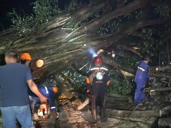 Jalan Sambi-Simo Boyolali Masih Tertutup Pohon Beringin Tumbang