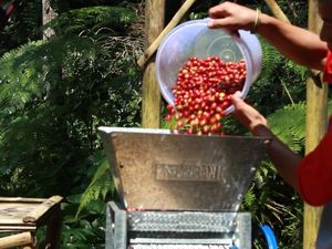 Asa Petani Kembalikan Surga Kopi Tanpa Kesengsaraan di Priangan Asa Petani Kembalikan Surga Kopi Tanpa Kesengsaraan di Priangan
