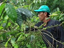 Tanam Paksa hingga Upaya Petani Kopi Priangan Menuju Sejahtera