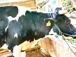 LSD Menyebar Cepat di Trenggalek, 103 Sapi Terjangkit-2 Ekor Mati LSD Menyebar Cepat di Trenggalek, 103 Sapi Terjangkit-2 Ekor Mati
