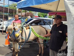 Delman Raib Ditinggal Jumatan di Semarang Ketemu, Pemilik Potong Ayam