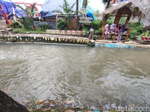 Sungai Keruh di Cianjur Diubah Jadi Tempat Budidaya Ikan Hias Ciamik Sungai Keruh di Cianjur Diubah Jadi Tempat Budidaya Ikan Hias Ciamik