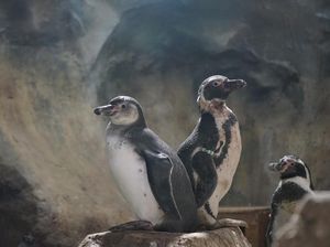 5 Bayi Penguin Menetas di Jakarta Utara 5 Bayi Penguin Menetas di Jakarta Utara