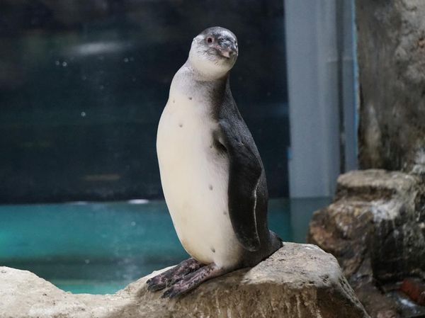 Gumush! Ini Foto 5 Bayi Penguin yang Menetas di Jakut