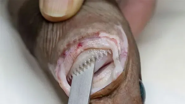 Hewan Menyeramkan Penghuni Laut Dalam, Bikin Merinding