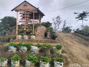 Melihat Keindahan Kawasan Agrowisata Stroberi di Mamasa yang Asri dan Sejuk Melihat Keindahan Kawasan Agrowisata Stroberi di Mamasa yang Asri dan Sejuk