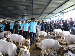 Dorong Pertumbuhan Ekonomi, Pemkab Gelar Kontes Domba Garut