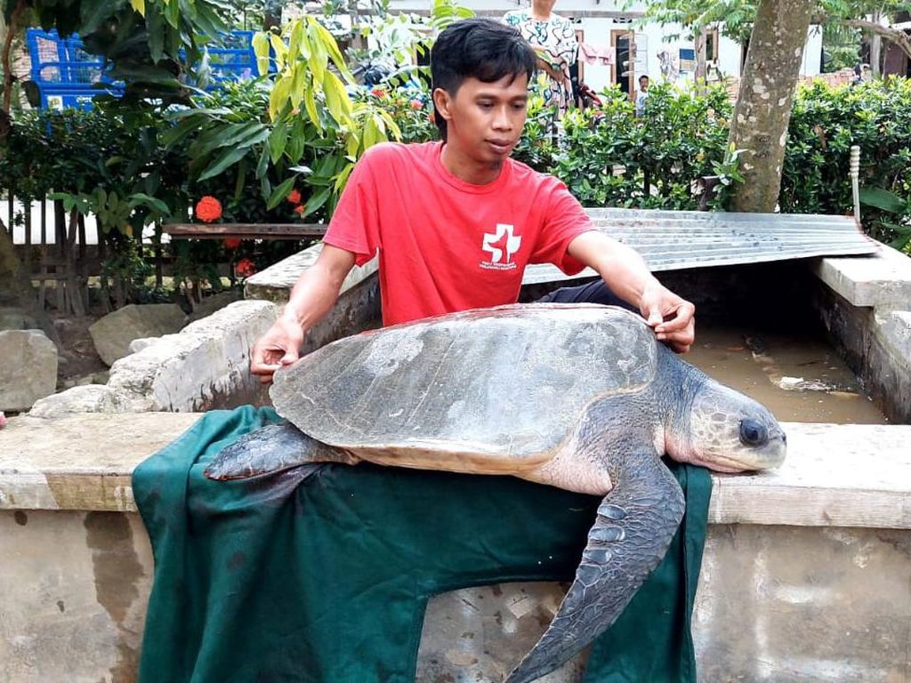 Penyu Lekang Tersesat 13 Km di Polewali Mandar, Ditemukan di Aliran Sungai