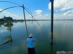 Banjir Jalur Alternatif Pati-Rembang Surut, 277 Ha Sawah Masih Terendam