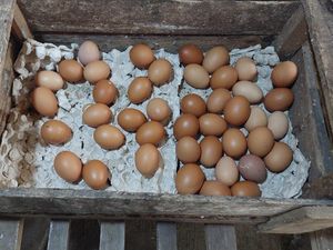 Jelang Ramadan, Harga Telur Ayam Tembus Rp 30.000/Kg