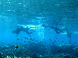 Turis China Tewas Saat Snorkeling, Sempat Minta Tolong dan Dibawa ke RS Turis China Tewas Saat Snorkeling, Sempat Minta Tolong dan Dibawa ke RS