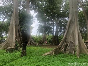 Melihat Pohon Raksasa yang Viral di Lombok, Mirip di Film Jurassic Park
