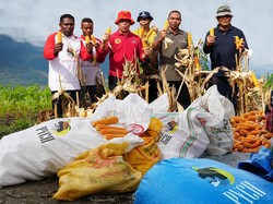 16,1 Ton Jagung PYCH Dipanen, Siap Diserap Langsung ke Industri Hilir
