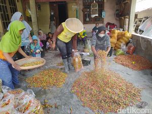 Petani Cabai Krinjing Magelang Ayak Hasil Panen yang Kena Abu Merapi