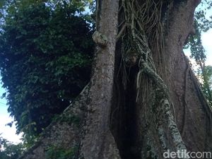 Pohon Randu Alas Segede Bak Truk di Klaten Konon Berkaitan Asal-usul Desa Pohon Randu Alas Segede Bak Truk di Klaten Konon Berkaitan Asal-usul Desa