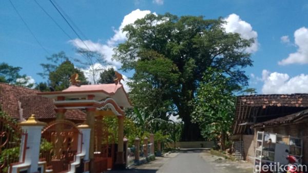 Potret Pohon Randu Alas Segede Bak Truk di Randulanang Klaten