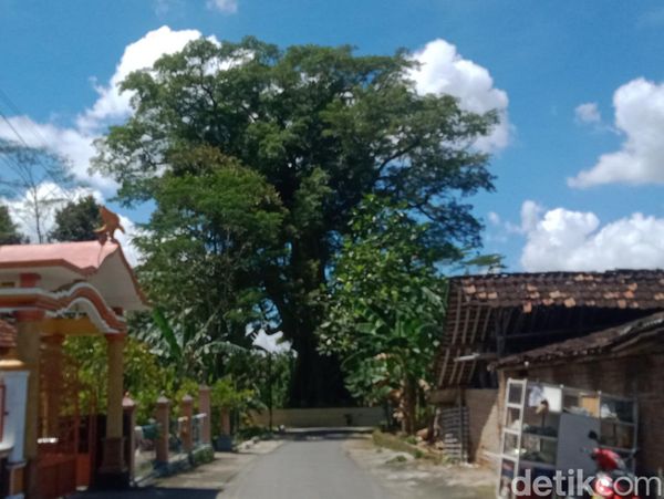 Potret Pohon Randu Alas Segede Bak Truk di Randulanang Klaten