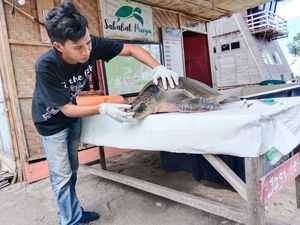 Penyu Lekang yang Ditemukan Tersesat di Polman Mati Usai 3 Hari Dirawat Penyu Lekang yang Ditemukan Tersesat di Polman Mati Usai 3 Hari Dirawat