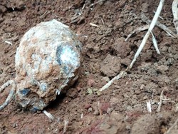 Geger Penemuan Granat Nanas Diduga Sisa DI/TII di Ciamis