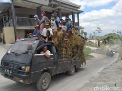 Merapi Erupsi, Ramai-ramai Peternak Magelang Cari Pakan di Luar Daerah