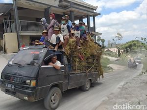 Merapi Erupsi, Ramai-ramai Peternak Magelang Cari Pakan di Luar Daerah Merapi Erupsi, Ramai-ramai Peternak Magelang Cari Pakan di Luar Daerah