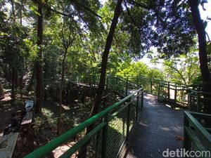 Forest Walk Babakan Siliwangi, Nuansa Hutan di Jantung Bandung Forest Walk Babakan Siliwangi, Nuansa Hutan di Jantung Bandung