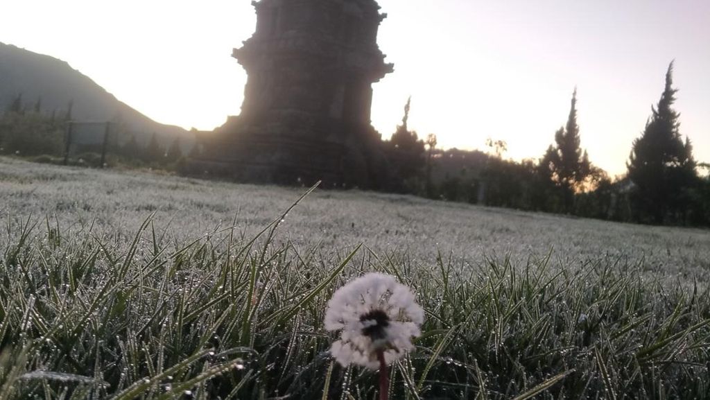 Potret Memukau Embun Es di Dataran Tinggi Dieng Potret Memukau Embun Es di Dataran Tinggi Dieng