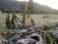 Muncul Embun Es di Dieng, Suhu Udara Tercatat 1,49 Derajat Celsius