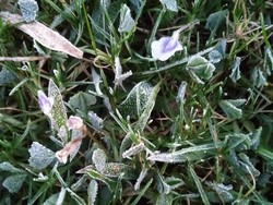 Brrrr...! Suhu Dieng Sentuh 1,49 Derajat Celcius Sampai Muncul Embun Es