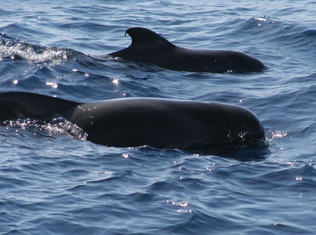10 Hewan Laut Tercepat di Dunia, Ada Tuna sampai Orca 10 Hewan Laut Tercepat di Dunia, Ada Tuna sampai Orca