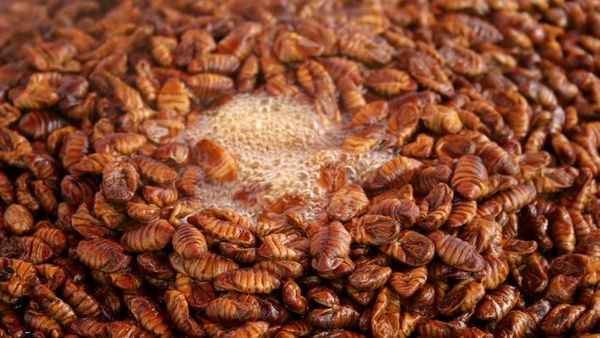 10 Makanan Eksotis di Korea Selatan, Kaki Babi hingga Kepompong Ulat